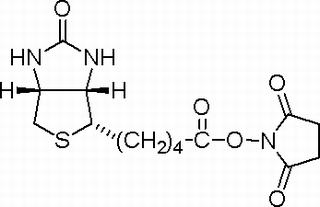 N-生物素羥基琥珀酰亞胺酯