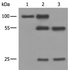 小鼠抗6X His單克隆抗體