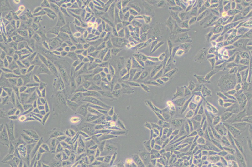 CTLA4/Ig-24中國倉鼠卵巢細胞