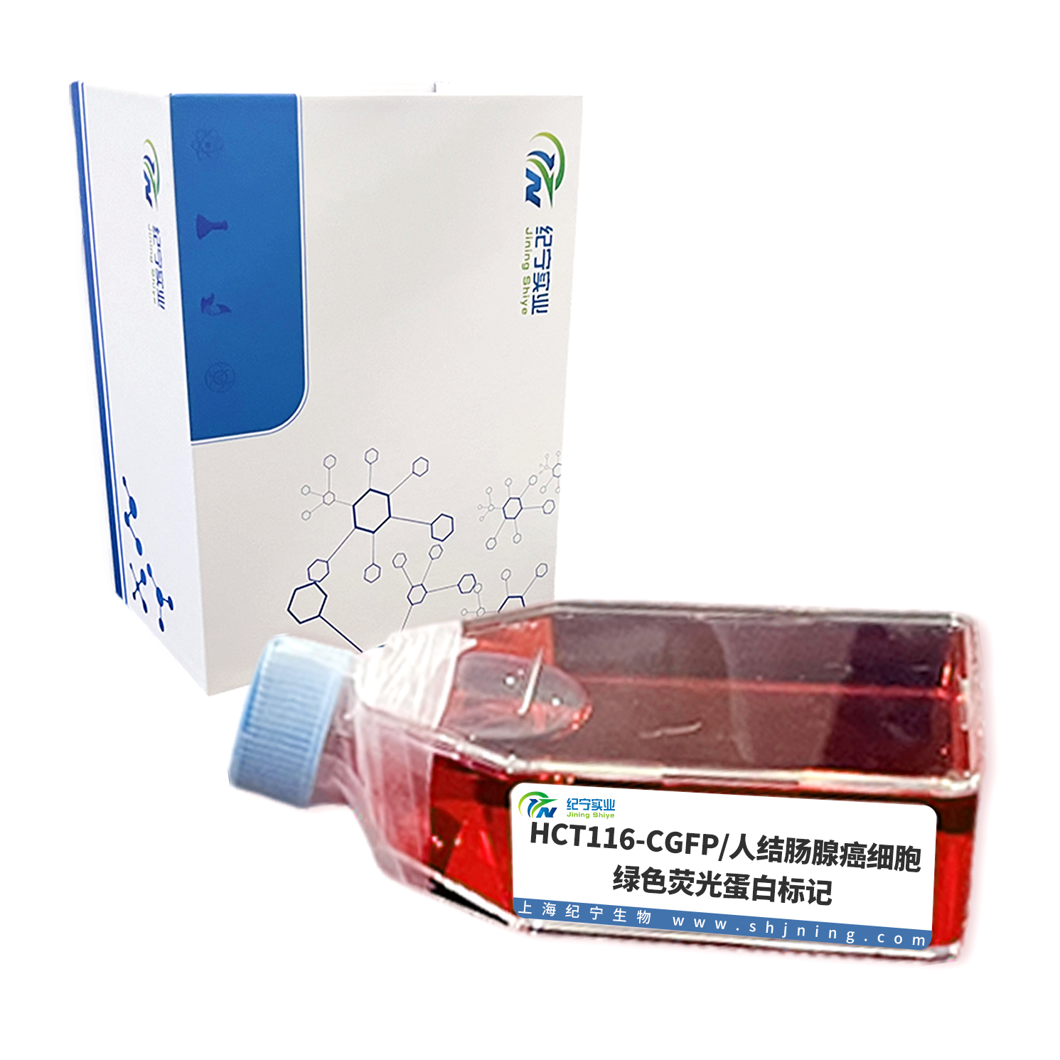 HCT116-CGFP/人結腸腺癌細胞-綠色熒光蛋白標記