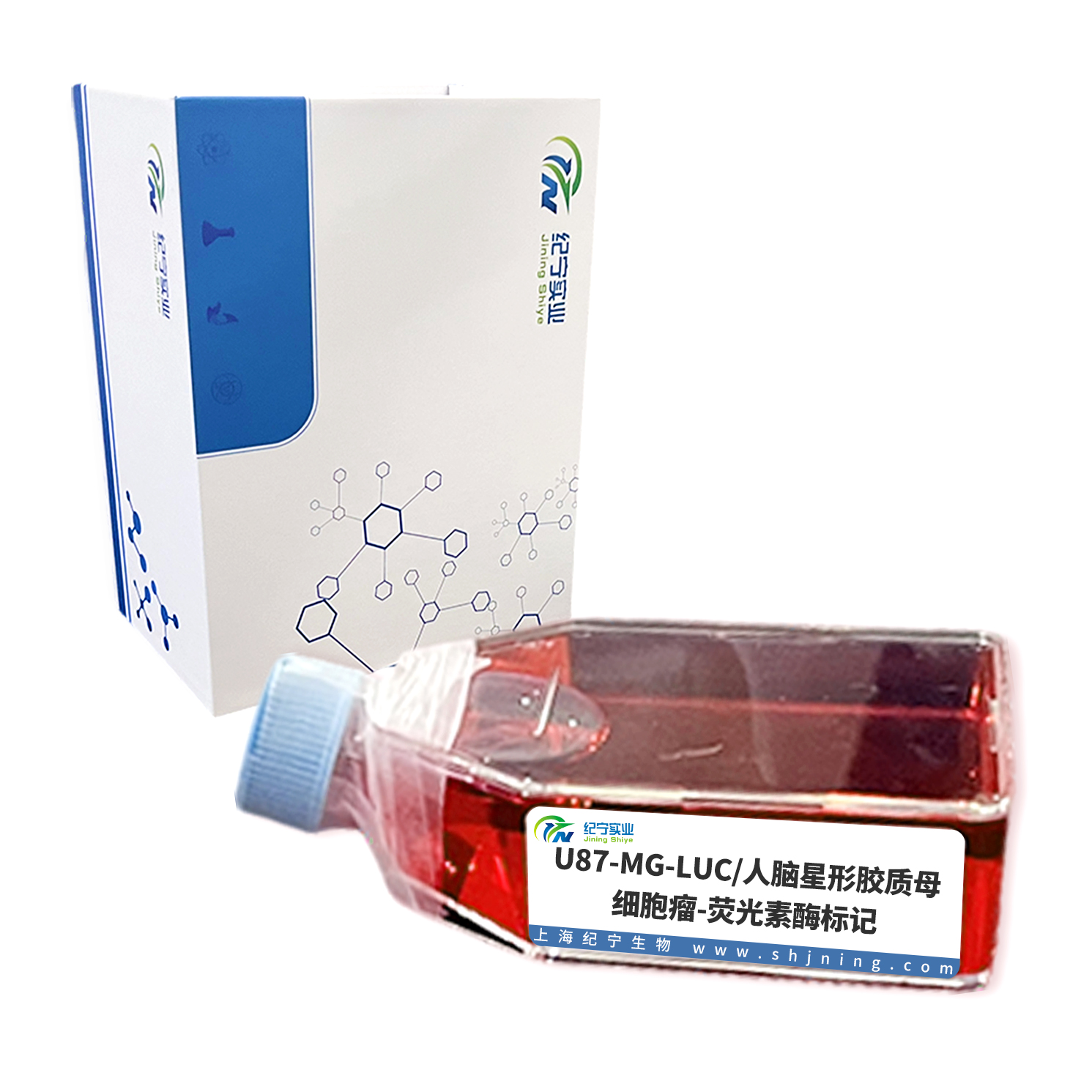 U87-MG-LUC/人腦星形膠質(zhì)母細(xì)胞瘤-熒光素酶標(biāo)記